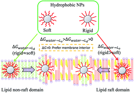 Graphical abstract: Surface ligand rigidity modulates lipid raft affinity of ultra-small hydrophobic nanoparticles: insights from molecular dynamics simulations