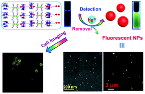 Graphical abstract: In situ formation of Hg2+-coordinated fluorescent nanoparticles through a supramolecular polymer network used for efficient Hg2+ sensing and separation