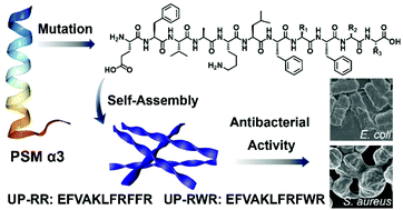 Graphical abstract: Self-assembly of virulent amyloid-derived peptides into nanoantibacterials