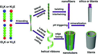 Graphical abstract: Mechanistic process understanding of the self-assembling behaviour of asymmetric bolaamphiphilic short-peptides and their templating for silica and titania nanomaterials