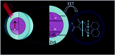 Graphical abstract: Two-photon absorption enhancement for organic acceptor molecules with QD antennas