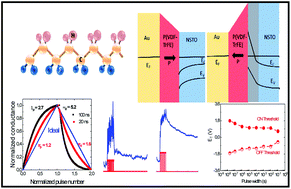 Graphical abstract: Ultrafast switching and linear conductance modulation in ferroelectric tunnel junctions via P(VDF-TrFE) morphology control