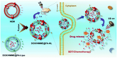 Graphical abstract: Ultrasound responsive erythrocyte membrane-derived hybrid nanovesicles with controlled drug release for tumor therapy
