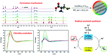 Graphical abstract: The formation mechanism and chirality evolution of chiral carbon dots prepared via radical assisted synthesis at room temperature