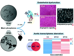 Graphical abstract: Endothelial dysfunction and transcriptome aberration in mouse aortas induced by black phosphorus quantum dots and nanosheets