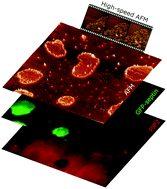 Graphical abstract: Correlative AFM and fluorescence imaging demonstrate nanoscale membrane remodeling and ring-like and tubular structure formation by septins