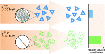 Graphical abstract: Folding DNA into origami nanostructures enhances resistance to ionizing radiation