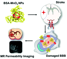 Graphical abstract: Biocompatible BSA–MnO2 nanoparticles for in vivo timely permeability imaging of blood–brain barrier and prediction of hemorrhage transformation in acute ischemic stroke