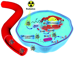 Graphical abstract: A pH-responsive Pt-based nanoradiosensitizer for enhanced radiotherapy via oxidative stress amplification