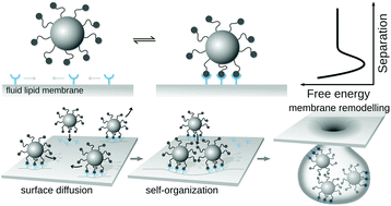 Graphical abstract: Avidity and surface mobility in multivalent ligand–receptor binding