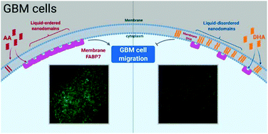 Graphical abstract: Super resolution microscopy reveals DHA-dependent alterations in glioblastoma membrane remodelling and cell migration