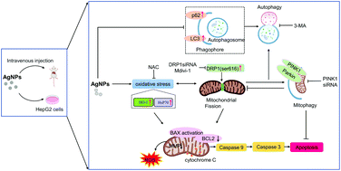 Graphical abstract: The crosstalk between DRP1-dependent mitochondrial fission and oxidative stress triggers hepatocyte apoptosis induced by silver nanoparticles