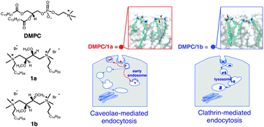 Graphical abstract: How stereochemistry of lipid components can affect lipid organization and the route of liposome internalization into cells