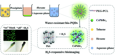 Graphical abstract: Biocompatible perovskite quantum dots with superior water resistance enable long-term monitoring of the H2S level in vivo