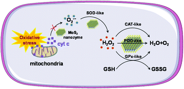 Graphical abstract: Self-cascade MoS2 nanozymes for efficient intracellular antioxidation and hepatic fibrosis therapy