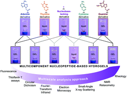 Graphical abstract: Co-assembly and multicomponent hydrogel formation upon mixing nucleobase-containing peptides
