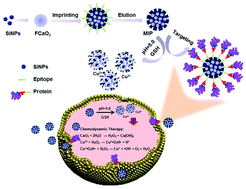 Graphical abstract: H2O2 self-supplying degradable epitope imprinted polymers for targeted fluorescence imaging and chemodynamic therapy