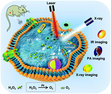 Graphical abstract: Two-dimensional intermetallic PtBi/Pt core/shell nanoplates overcome tumor hypoxia for enhanced cancer therapy