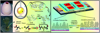 Graphical abstract: Interface engineering of moisture-induced ionic albumen dielectric layers through self-crosslinking of cysteine amino acids for low voltage, high-performance organic field-effect transistors