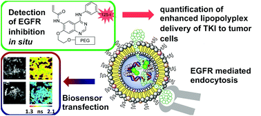 Graphical abstract: Drug delivery, biodistribution and anti-EGFR activity: theragnostic nanoparticles for simultaneous in vivo delivery of tyrosine kinase inhibitors and kinase activity biosensors