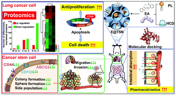Graphical abstract: Ternary supramolecular nanocomplexes for superior anticancer efficacy of natural medicines