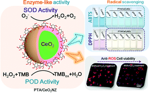 Graphical abstract: Poly(tannic acid) nanocoating based surface modification for construction of multifunctional composite CeO2NZs to enhance cell proliferation and antioxidative viability of preosteoblasts