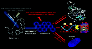 Graphical abstract: Light-induced in situ chemical activation of a fluorescent probe for monitoring intracellular G-quadruplex structures