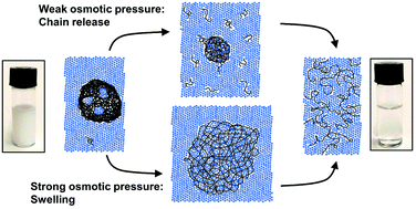 Graphical abstract: Nanoscale disintegration kinetics of mesoglobules in aqueous poly(N-isopropylacrylamide) solutions revealed by small-angle neutron scattering and pressure jumps