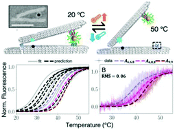 Graphical abstract: A quantitative model for a nanoscale switch accurately predicts thermal actuation behavior