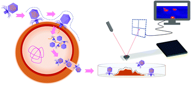 Graphical abstract: Atomic force microscopy and surface plasmon resonance for real-time single-cell monitoring of bacteriophage-mediated lysis of bacteria