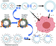 Graphical abstract: Membrane-selective nanoscale pores in liposomes by a synthetically evolved peptide: implications for triggered release