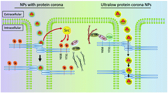 Graphical abstract: Stealthy nanoparticles protect endothelial barrier from leakiness by resisting the absorption of VE-cadherin