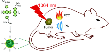 Graphical abstract: Second near-infrared photoactivatable biocompatible polymer nanoparticles for effective in vitro and in vivo cancer theranostics