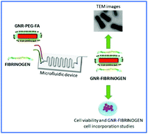 Graphical abstract: Study of the interaction of folic acid-modified gold nanorods and fibrinogen through microfluidics: implications for protein adsorption, incorporation and viability of cancer cells