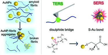 Graphical abstract: Unveiling the interaction of protein fibrils with gold nanoparticles by plasmon enhanced nano-spectroscopy