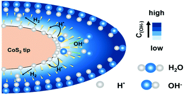 Graphical abstract: CoS2 needle arrays induced a local pseudo-acidic environment for alkaline hydrogen evolution