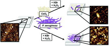 Graphical abstract: Transparent polycarbonate coated with CeO2 nanozymes repel Pseudomonas aeruginosa PA14 biofilms