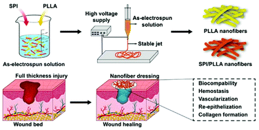Graphical abstract: Facile fabrication of soy protein isolate-functionalized nanofibers with enhanced biocompatibility and hemostatic effect on full-thickness skin injury