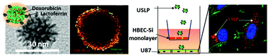Graphical abstract: Facile synthesis of lactoferrin conjugated ultra small large pore silica nanoparticles for the treatment of glioblastoma