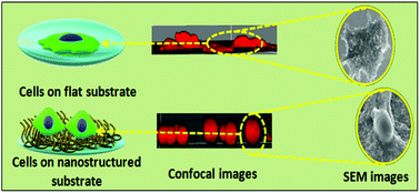 Graphical abstract: Designing 3D-nanosubstrates mimicking biological cell growth: pitfalls of using 2D substrates in the evaluation of anticancer efficiency