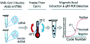 Graphical abstract: Influence of viral transport media and freeze–thaw cycling on the sensitivity of qRT-PCR detection of SARS-CoV-2 nucleic acids