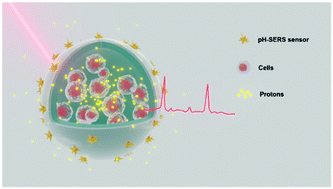 Graphical abstract: SERS monitoring of local pH in encapsulated therapeutic cells
