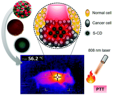 Graphical abstract: Bioinspired Camellia japonica carbon dots with high near-infrared absorbance for efficient photothermal cancer therapy