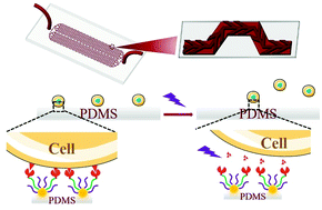 Graphical abstract: Specific capture and intact release of breast cancer cells using a twin-layer vein-shaped microchip with a self-assembled surface