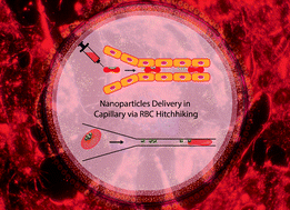 Graphical abstract: A numerical study on drug delivery via multiscale synergy of cellular hitchhiking onto red blood cells