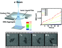 Graphical abstract: Dynamic motions and architectural changes in DNA supramolecular aggregates visualized via transmission electron microscopy without liquid cells