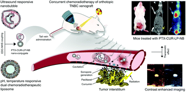 Graphical abstract: Ultrasound augments on-demand breast tumor radiosensitization and apoptosis through a tri-responsive combinatorial delivery theranostic platform