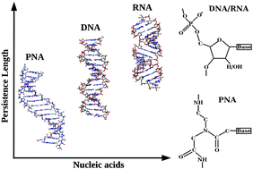 Graphical abstract: Nanoscale structures and mechanics of peptide nucleic acids