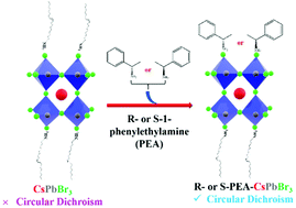 Graphical abstract: Using post-synthetic ligand modification to imprint chirality onto the electronic states of cesium lead bromide (CsPbBr3) perovskite nanoparticles