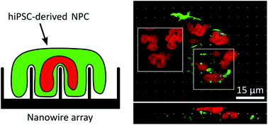 Graphical abstract: Culturing human iPSC-derived neural progenitor cells on nanowire arrays: mapping the impact of nanowire length and array pitch on proliferation, viability, and membrane deformation